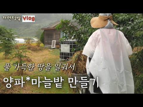 Видео: [4 сентября] Подготовка грядок для лука*чеснока и сбор материалов для осеннего компоста