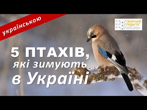 Видео: ЦІКАВІ ФАКТИ ПРО ЗИМУЮЧИХ ПТАХІВ ДЛЯ ДІТЕЙ | Сойка | Сорока | Дятел | Снігур | Синиця
