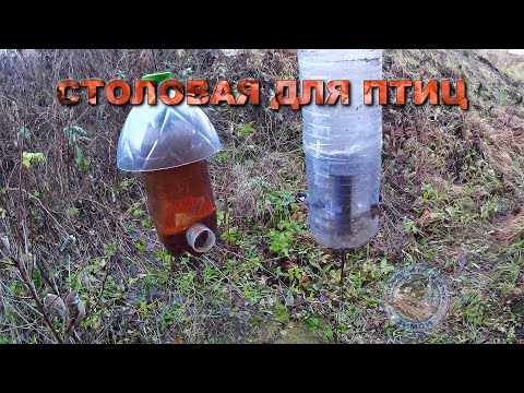 Видео: Кормушка для птиц 4 ноября 2025 года (07)