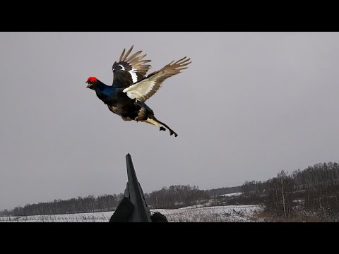 Видео: ОХОТА НА КОСАЧА!НОВОЕ РУЖЬЕ ATA ARMS PEGASUS