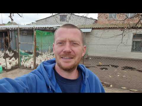 Видео: 150 кур несушек. Что нового в курятнике, осенне-зимняя подкормка, ответы на комментарии и другое ...