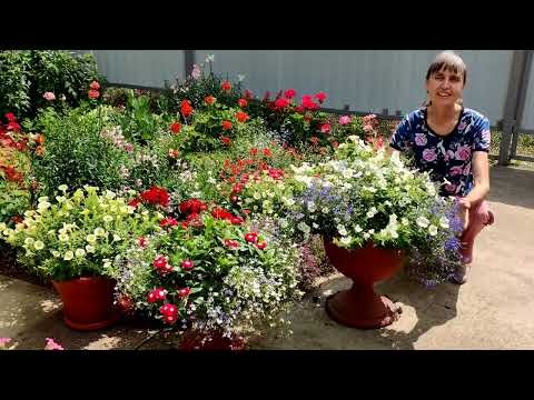 Видео: ЛОБЕЛИЯ АМПЕЛЬНАЯ КАСКАДНАЯ И  НИЗКОРОСЛАЯ. РАЗНЫЕ СОРТА ЛОБЕЛИЙ В ГРУНТЕ И ВАЗОНАХ