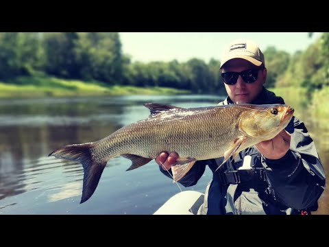 Видео: Жерех! Открытие сезона 2023!