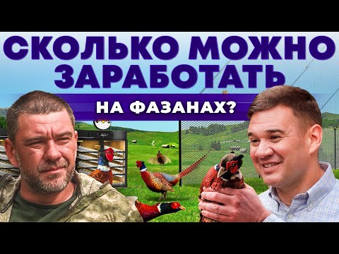 Видео: Птицеводство как бизнес | Сколько приносит разведение Фазанов? Охота на птиц | Андрей Даниленко