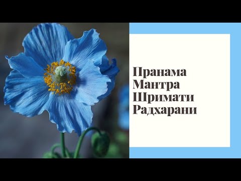Видео: Пранама Мантра Шримати Радхарани