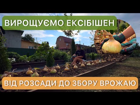 Видео: Цибуля гігант Ексібішн. Від посіву до збору урожаю. Технологія вирощування