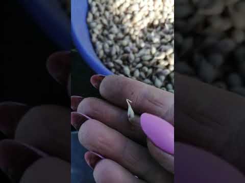 Видео: Посадка чеснока гуливер