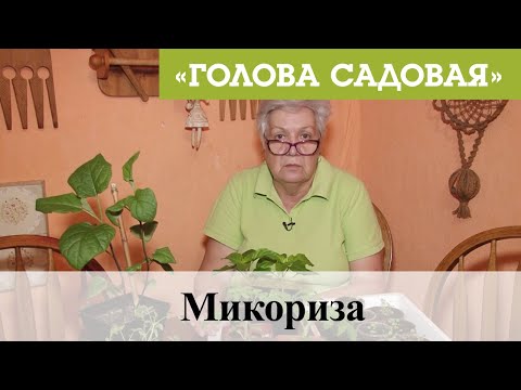 Видео: Голова садовая - Микориза