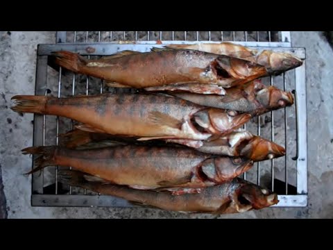 Видео: КОПЧЕНЫЙ СУДАК. ПРОСТОЙ РЕЦЕПТ КОПЧЕНИЯ РЫБЫ.