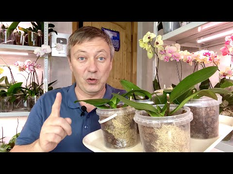 Видео: уцененные орхидеи возвращение к жизни / первый полив орхидей после пересадки ОЧЕНЬ ВАЖНЫЙ МОМЕНТ