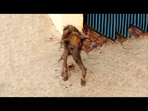 Видео: Одинокий, голодный и скитающийся… Всё изменилось в тот день, когда он получил имя!