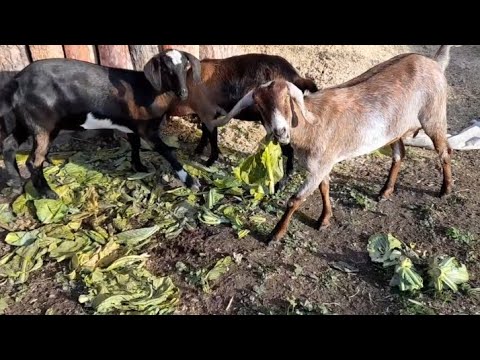 Видео: Кокосик попал на козьи роды и дойку