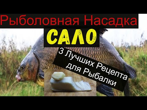 Видео: Супер Рыболовная Насадка -САЛО- 3 ЛУЧШИХ РЕЦЕПТА ДЛЯ РЫБАЛКИ. bait for carp.bait for bream.