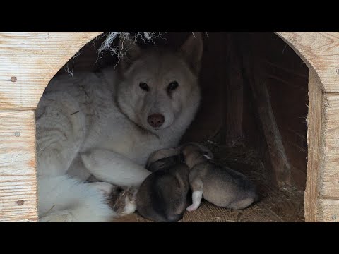 Видео: Щенки на день Татьяны