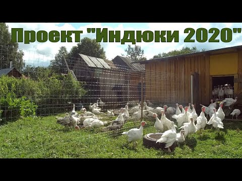 Видео: "Оптимизируем" хозяйство! Разведение индюков и индеек в ЛПХ