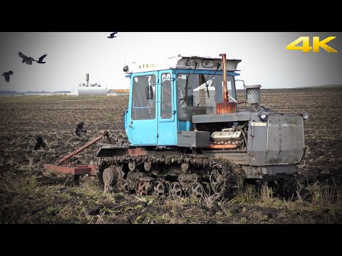Видео: Гусеничный трактор ХТЗ-181 пашет модернизированным плугом от трактора Т-150