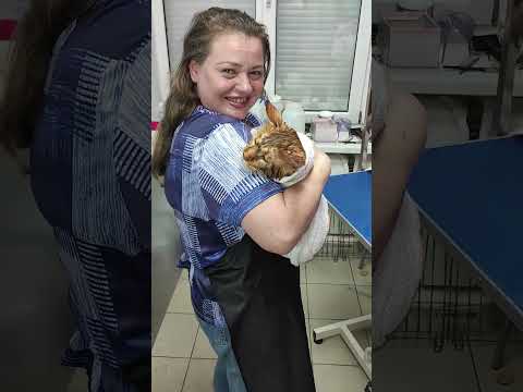 Видео: Тот самый груминг, о котором все спрашивали! Раскрываю секрет успеха