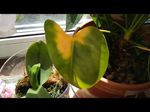 Видео: #антуриум#цветынаокошке#желтеетлист  желтеет лист у антуриума в чем дело? виноват ЦИОН?