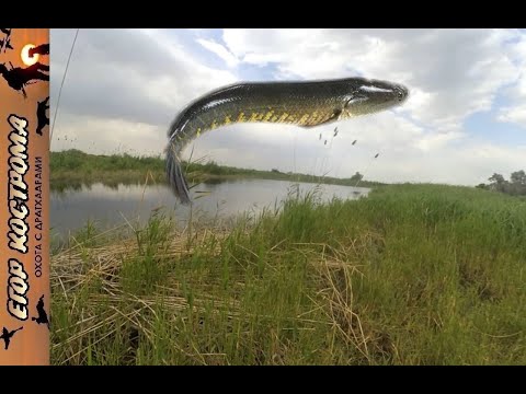 Видео: Рыбалка на змееголова до и после работы.
