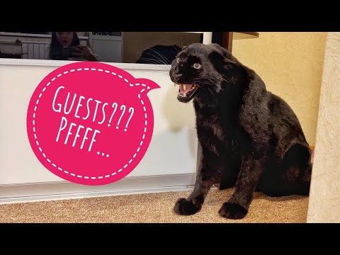 Видео: Кто пришёл в гости к пантере Луне?!?😳🙈/ Снова пугаем Луну гостями)