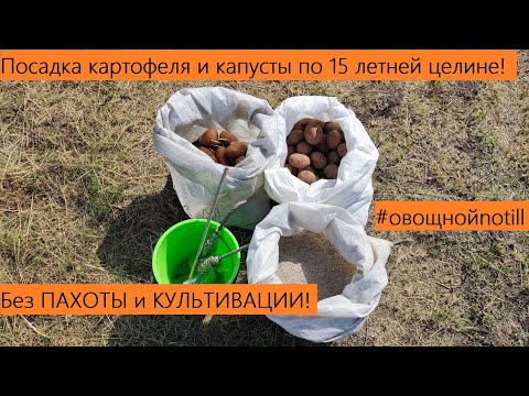 Видео: Посадка картофеля и капусты в НЕПАХАННУЮ ЦЕЛИНУ! Не может быть! А МОЖЕТ!