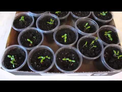 Видео: Как посадить шелковицу из семян (2 часть)