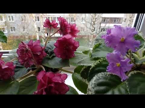 Видео: Уход за фиалками в осенне- зимний период.