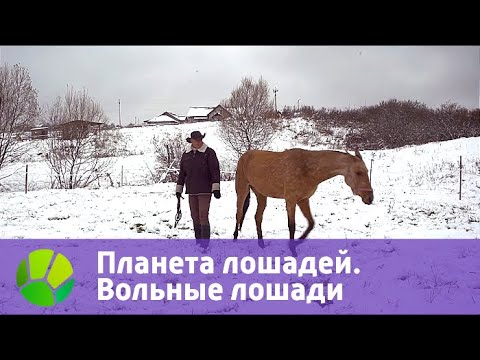 Видео: Планета лошадей. Вольные лошади | Живая Планета