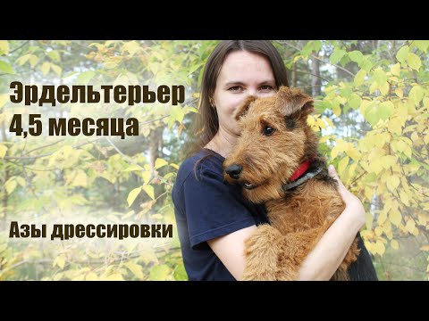 Видео: Щенок эрдельтерьера 4,5 месяца! Первые успехи в дрессировке.