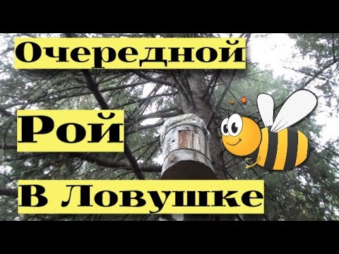 Видео: ПОЙМАЛ ТРЕТИЙ РОЙ В КОЛОДУ! #21