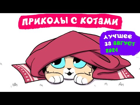 Видео: Приколы с котами. ЛУЧШЕЕ ЗА АВГУСТ 2021 | Мемозг
