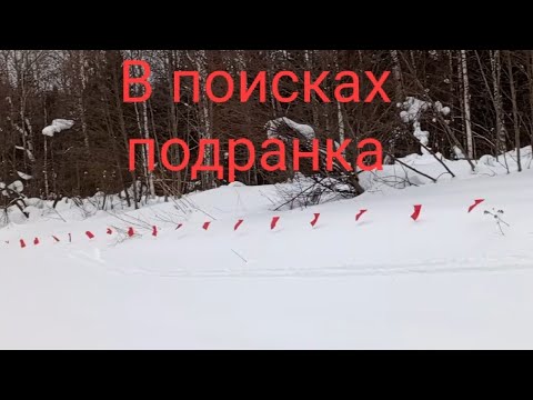 Видео: Охота на волков. За подранком. 🐺🐺🐺🐺🐾❄