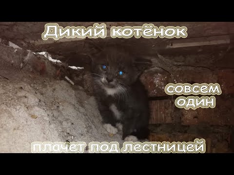 Видео: Спасение дикого котёнка (июль 2020)