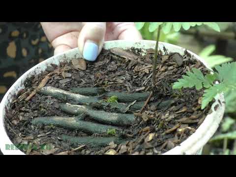 Видео: Аглаоморфа (Aglaomorpha) деление папоротника.