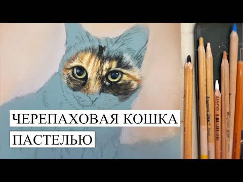 Видео: КОШКА ЧЕРЕПАХОВОГО ОКРАСА ПАСТЕЛЬЮ