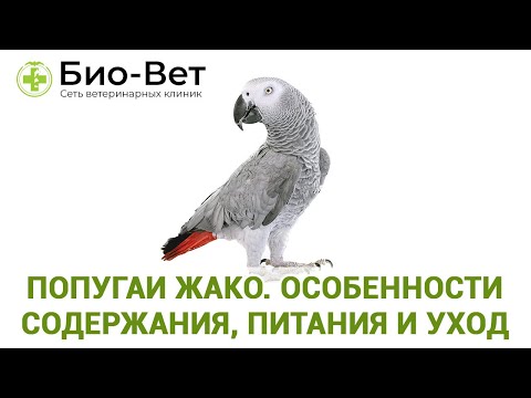 Видео: Попугай Жако 🐦 / Содержание, Питания и Уход / Сеть Ветклиник Био-Вет