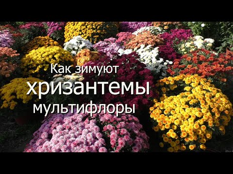 Видео: Как зимуют хризантемы мультифлоры