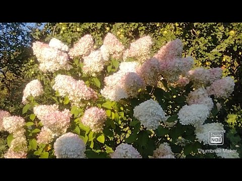 Видео: Последние летние выходные на даче.#дача #обзордачи #лето 