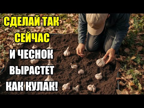 Видео: Готовим грядку под озимый чеснок — секрет больших головок! Осенняя подготовка, о которой молчат!