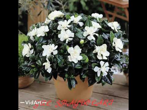 Видео: Gardeniya guli. Гардения. 💮💮💮