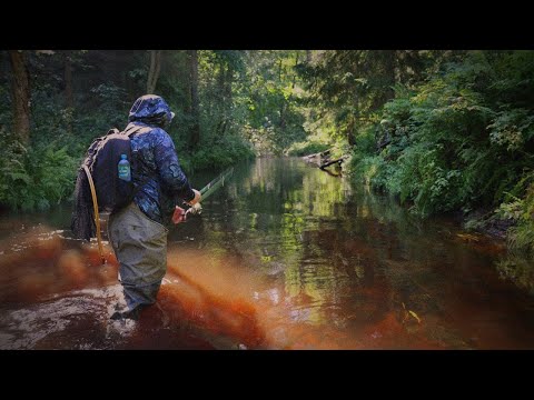 Видео: Лучшая форелевая речка. Ловля форели.Рыбалка в Ленинградской области.