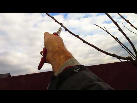 Видео: ОБРЕЗКА ПЕРСИКА . Дополнение по мелким веточкам.