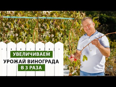 Видео: Правильное формирование винограда ОСЕНЬЮ