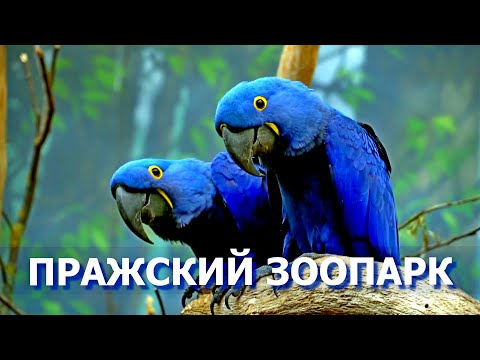Видео: Пражский зоопарк — путешествие в мир животных и природы / зоопарк в апреле