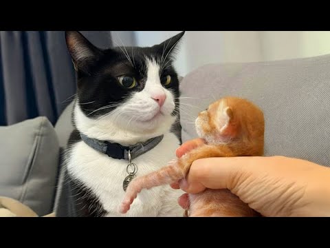 Видео: Кошка слишком драматизирует из-за котёнка 🤣 Смешные видео с кошками 2025 года