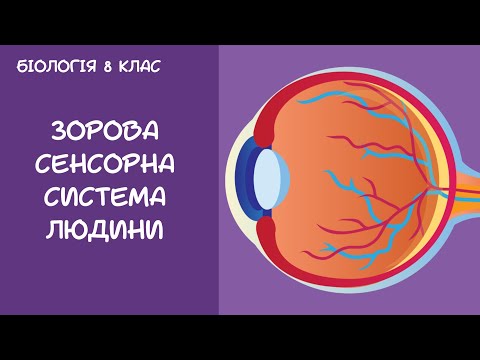 Видео: Біологія 8 клас Зорова сенсорна система людини  Око