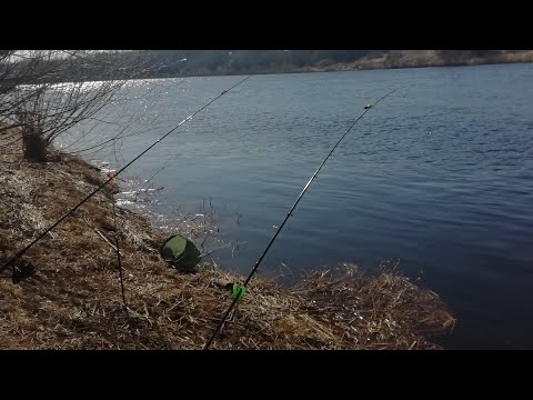 Видео: Река Луга. Сырть на фидер. Потрясающее открытие сезона.