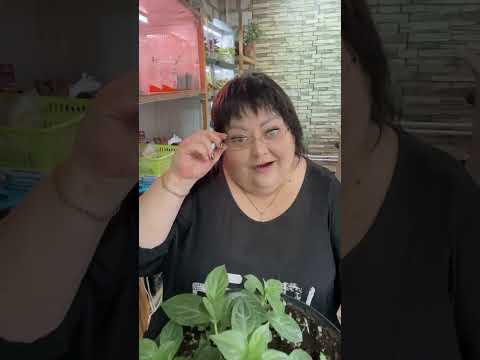 Видео: Гортензия проснулась . ЧТО ДЕЛАТЬ