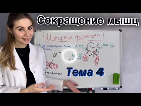 Видео: Моторные функции|Мышечный тонус|Физиология|Организация двигательных функций