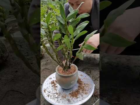 Видео: Используя эти советы! Прививка дендробиума в глиняный горшок #орхидея 🌵🌱🌱